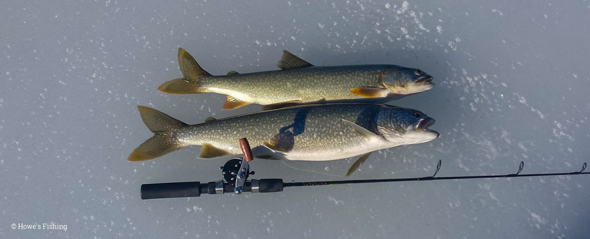 Two large fish, caught ice fishing