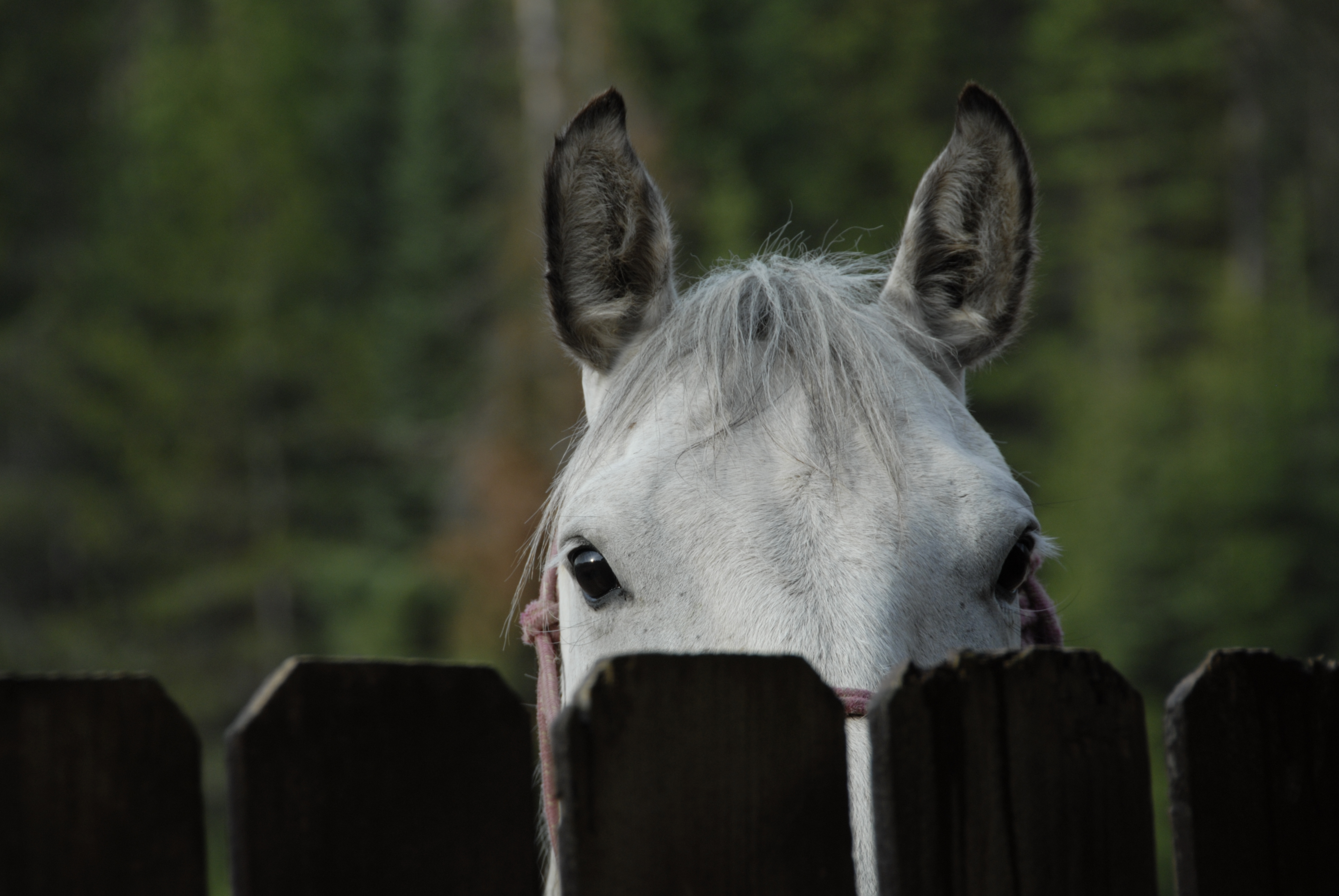 horse looking over fence
