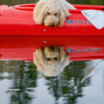 Dog inside of kayak on lake