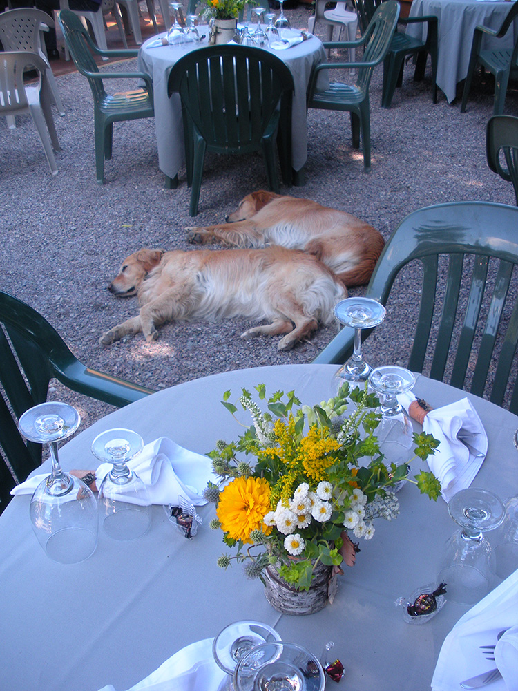 Dogs resting on porch at lodge