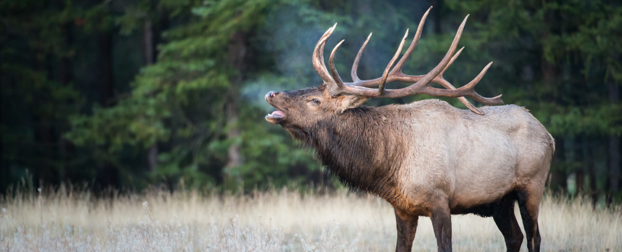 Large Elk in Woods