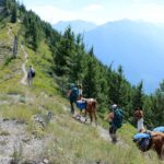 Group hiking in Montana with llamas