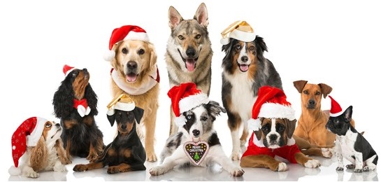 Dogs wearing Santa Hats