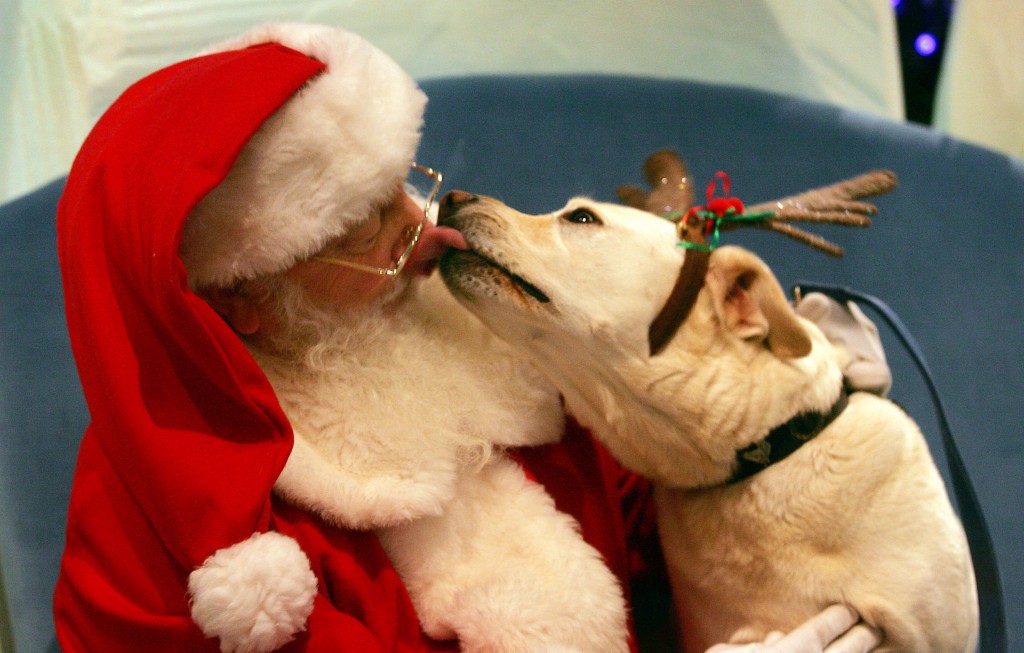 Dog with santa