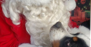 Pet Photos with Santa at Happy Hounds