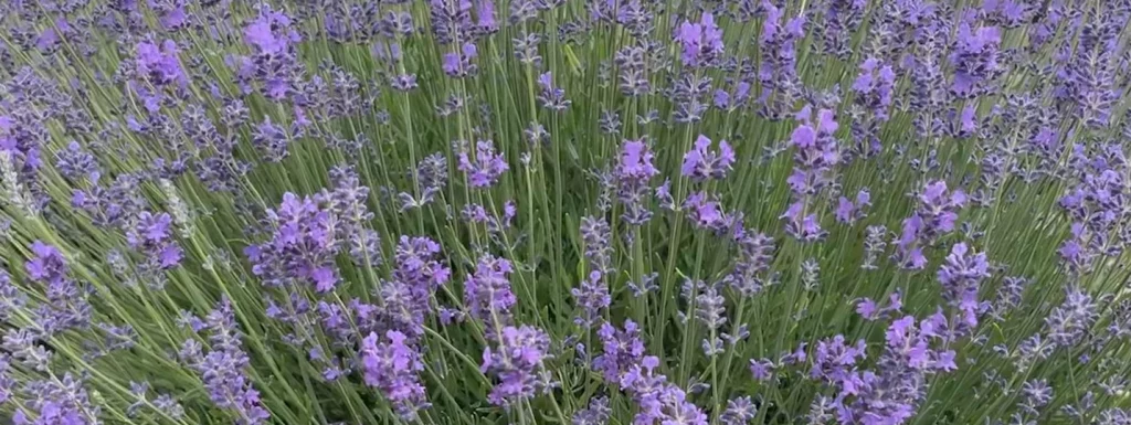 photo of lavendar plants