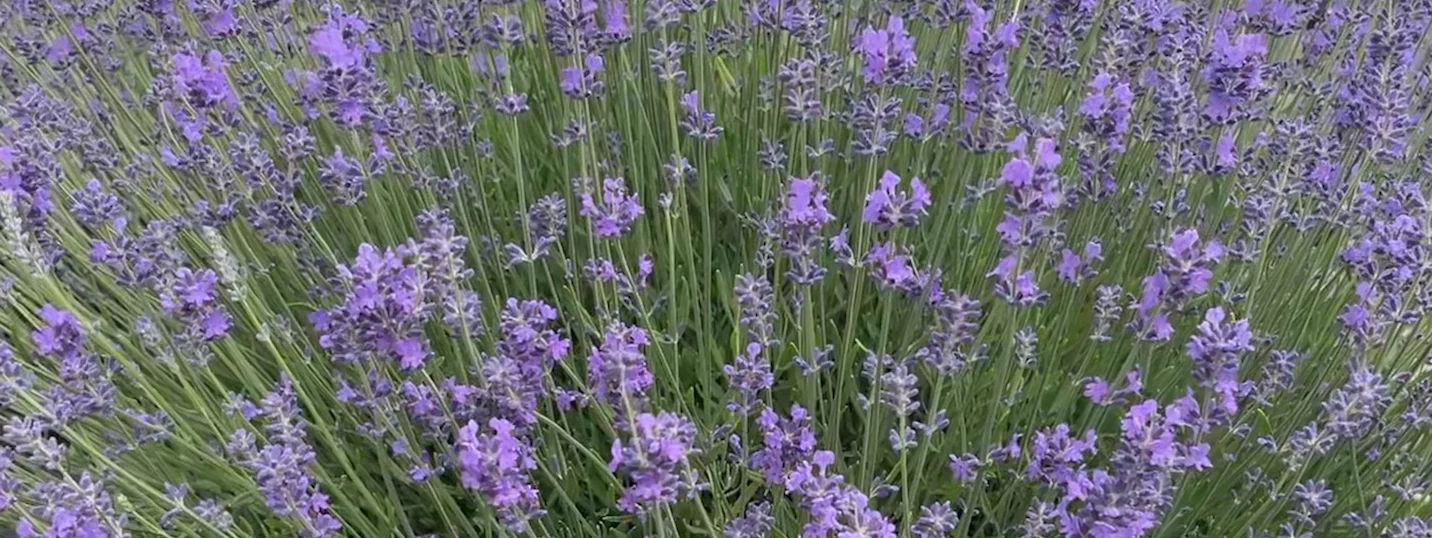 photo of lavendar plants