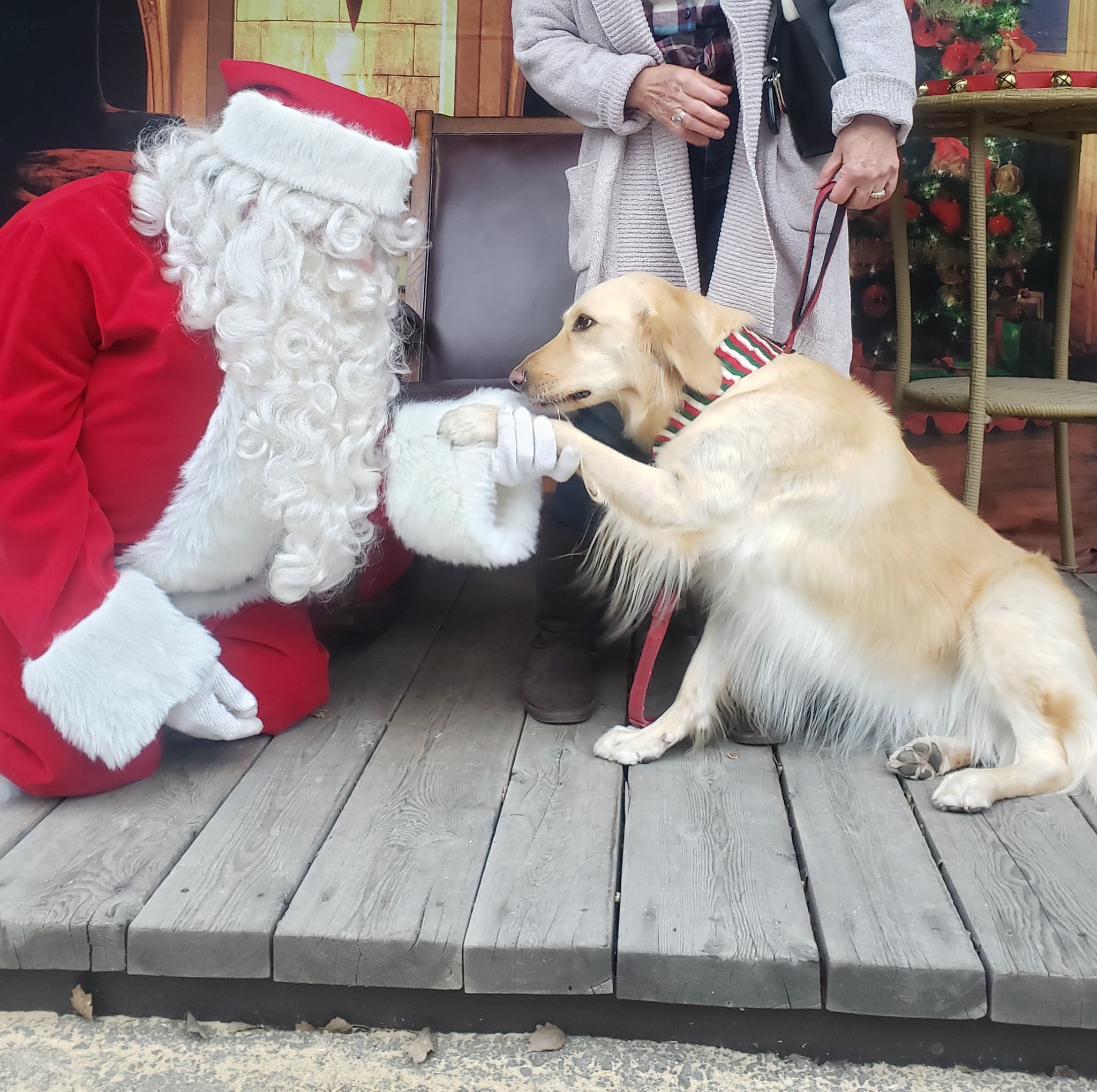 Dog shaking hands with santa