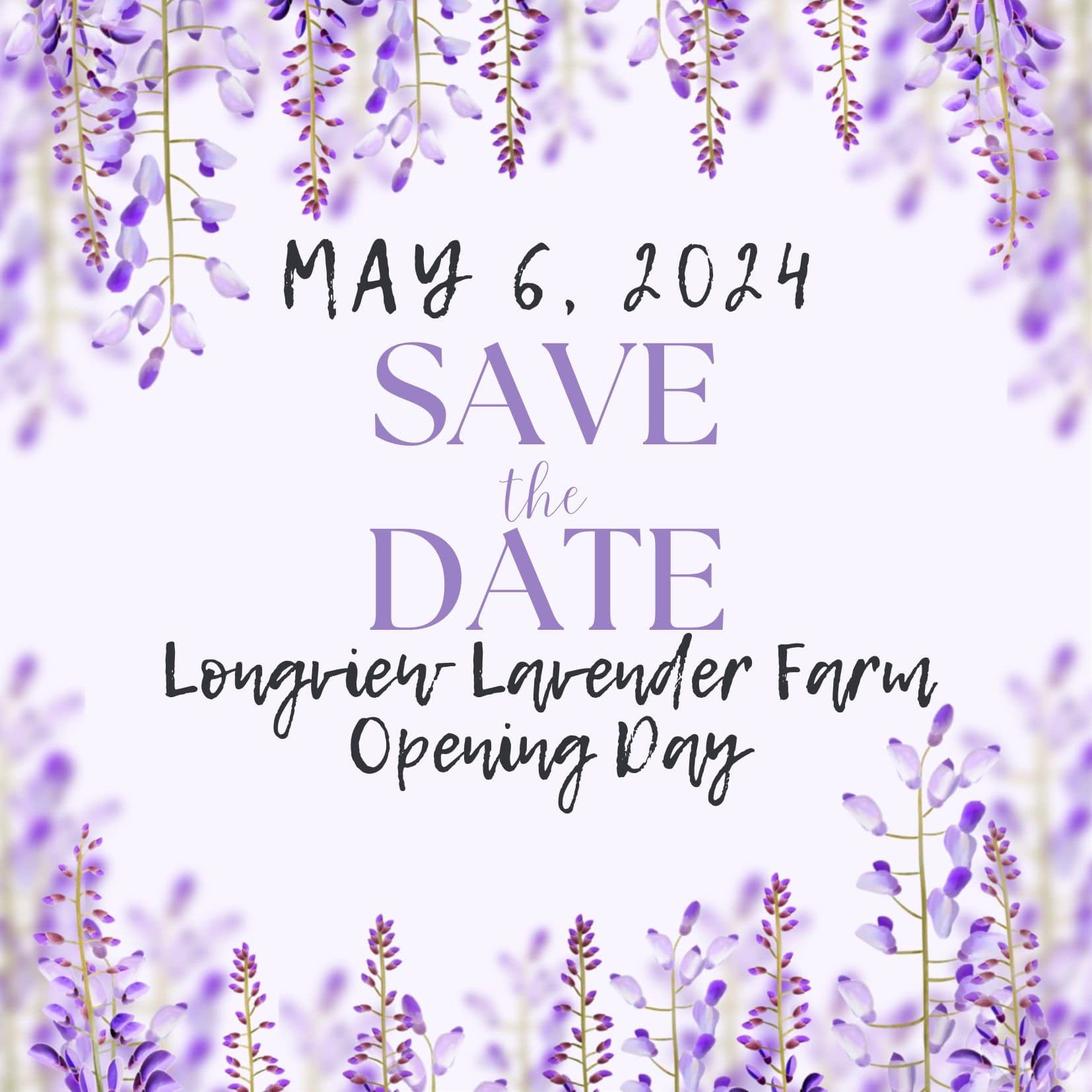 longview lavender opens may 6th, 2024 10am-5pm
