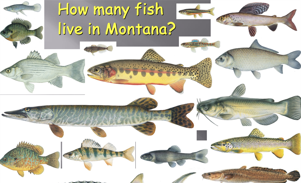 Montana's Fantastic Fish Presentation at BACC