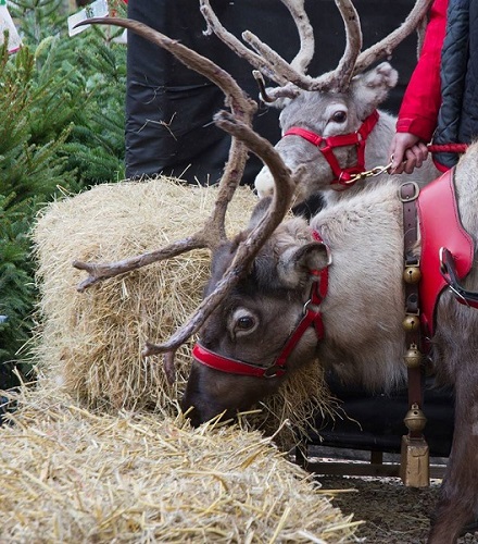 Reindeer in Bigfork at Andy's Crafthouse
