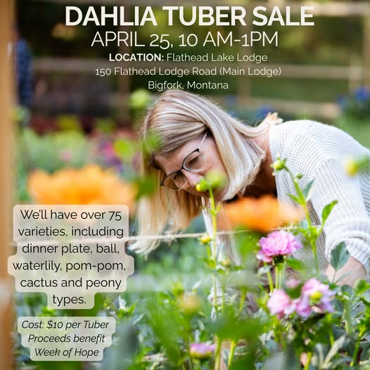 Dahla Tuber Sale at Flathead Lake Lodge