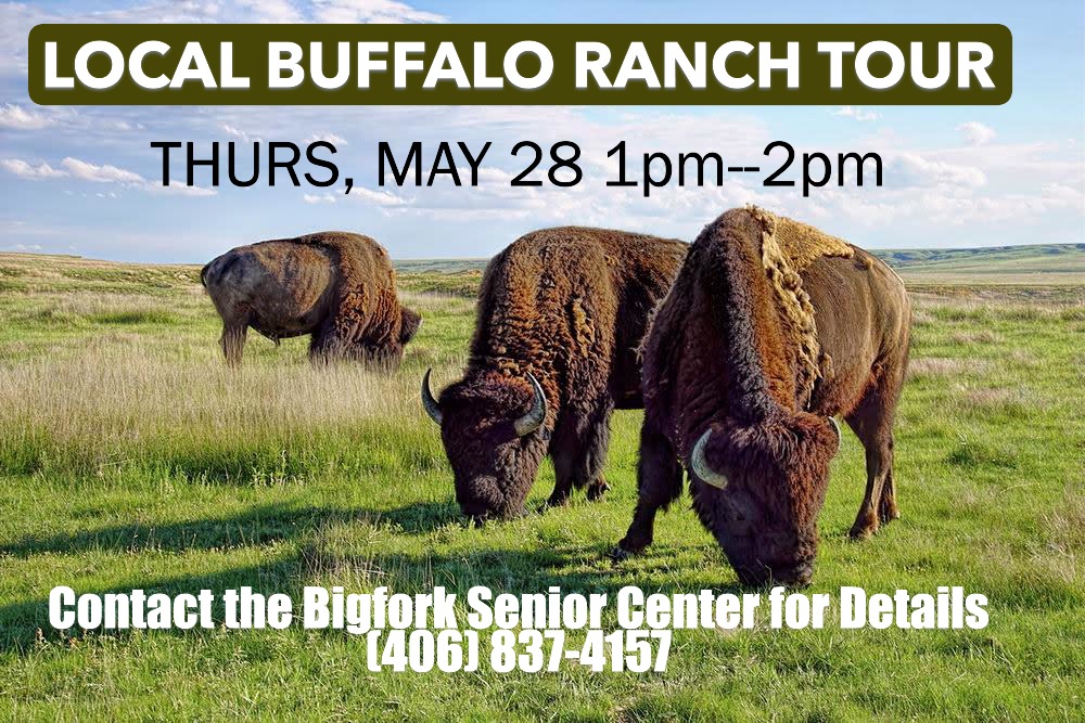 Buffalo Farm tour benefiting Bigfork Senior Center