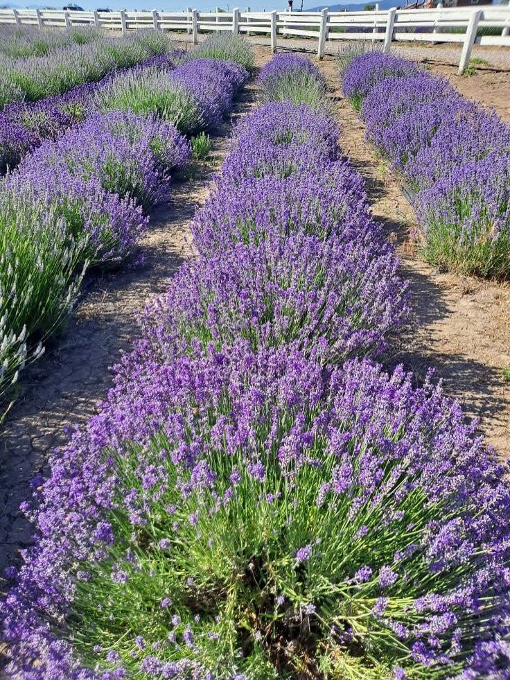 Oil Distillation Workshop at Longview Lavender Farm